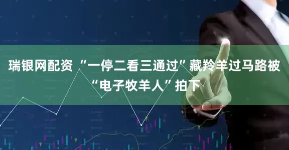瑞银网配资 “一停二看三通过”藏羚羊过马路被“电子牧羊人”拍下